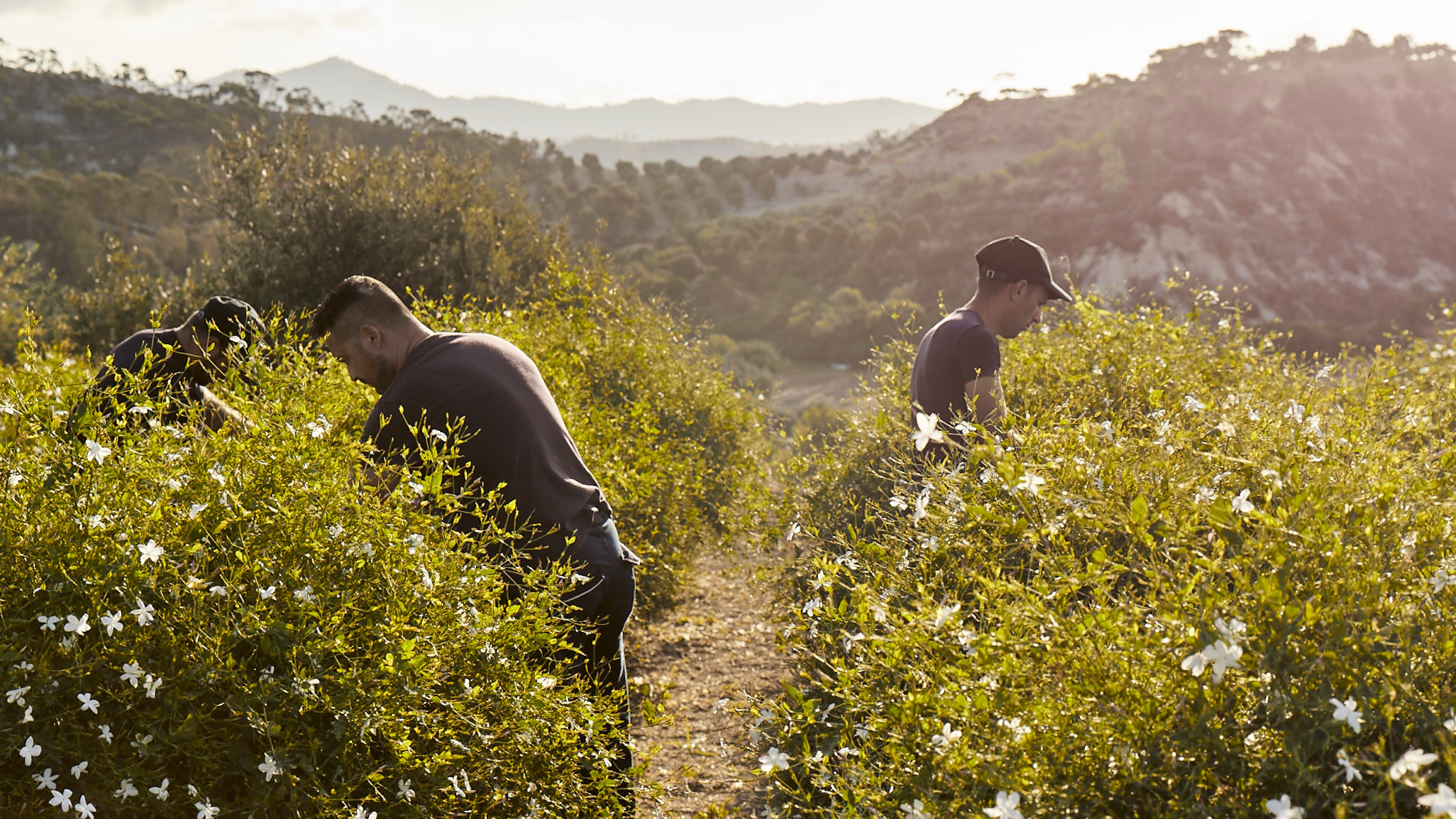 Traceability and transparency