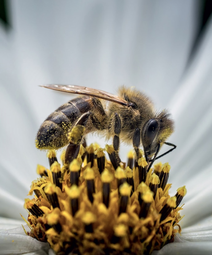Guerlain for Bees Conservation Programme