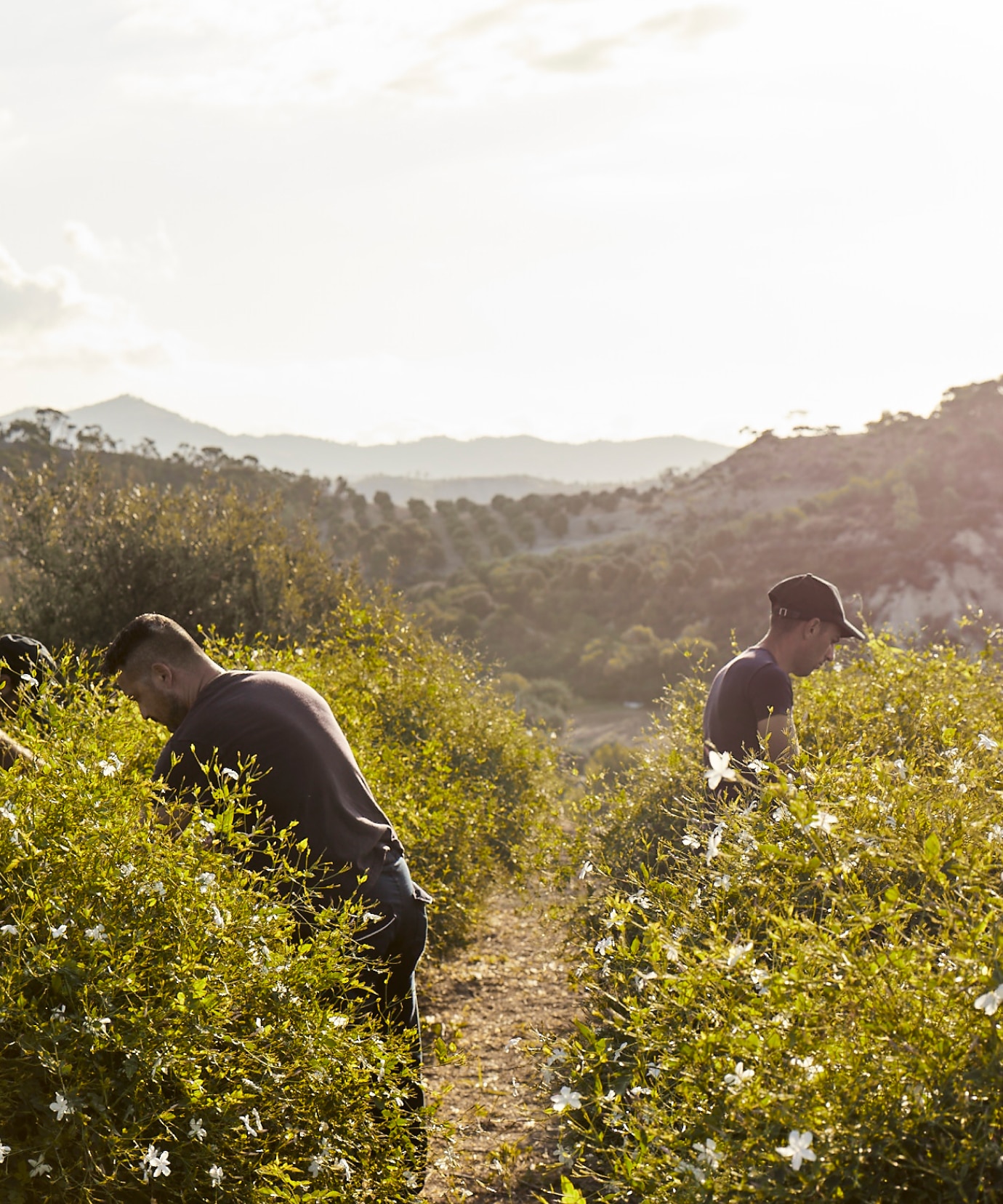 Traceability and transparency